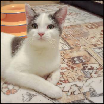 Rescue Domestic Short Hair Cats for Adoption in Roswell, Georgia - Spot | PetCurious