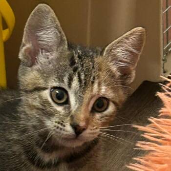 Jiffy -  Domestic Short Hair Cat for Adoption in Lakewood, Colorado - Jiffy | PetCurious