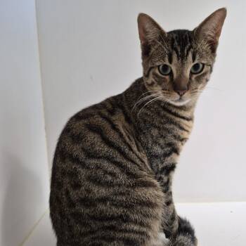 Domestic Short Hair Cats Available for Adoption - Sparky | PetCurious