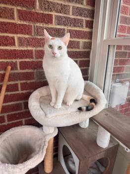 Penny -  Domestic Short Hair Cat for Adoption in Atwater, Ohio - Penny | PetCurious