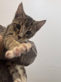 Harry Styles -  Domestic Short Hair Cat for Adoption in Hilton Head Island, South Carolina - Harry Styles | PetCurious