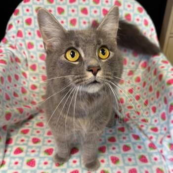 Domestic Long Hair Cats Available for Adoption - Angel | PetCurious