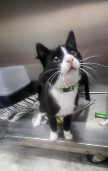 Simon 2 -  Domestic Short Hair Cat for Adoption in Medford, Wisconsin - Simon 2 | PetCurious