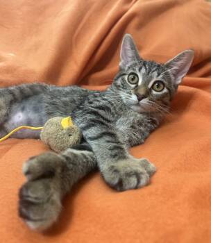 Rescue Domestic Short Hair and Extra Toes Cat Hemingway Polydactyl Cats for Adoption in Columbus, Minnesota - Fable | PetCurious