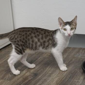 Rumi -  Domestic Short Hair Cat for Adoption in Fountain Hills, Arizona - Rumi | PetCurious