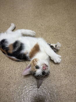 Rescue Domestic Short Hair Cats for Adoption in Brick Township, New Jersey - Ginger | PetCurious