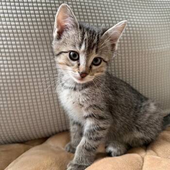 Flint -  Domestic Short Hair Cat for Adoption in Buffalo, Minnesota - Flint | PetCurious