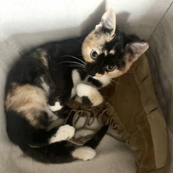 Little Miss -  Domestic Short Hair Cat for Adoption in Panama City, Florida - Little Miss | PetCurious