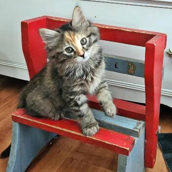 Domestic Long Hair Cats Available for Adoption in Madison, Wisconsin - Kramer | PetCurious