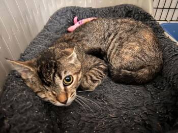 Nyra -  Tabby Cat for Adoption in Burnaby, British Columbia - Nyra | PetCurious