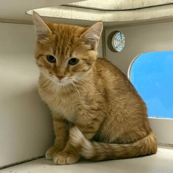 Bannack -  Domestic Short Hair Cat for Adoption in Cheyenne, Wyoming - Bannack | PetCurious