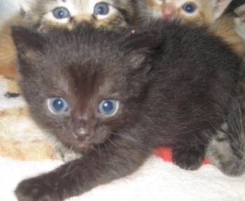 kabob/Comet (Mockingbird) -  Domestic Short Hair Cat for Adoption in Johnson City, Tennessee - Kabob/Comet (Mockingbird) | PetCurious
