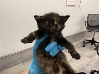 AMYTHEST -  Domestic Short Hair Cat for Adoption in Charlotte, North Carolina - AMYTHEST | PetCurious