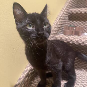Tiny -  Domestic Short Hair Cat for Adoption in Layton, Utah - Tiny | PetCurious