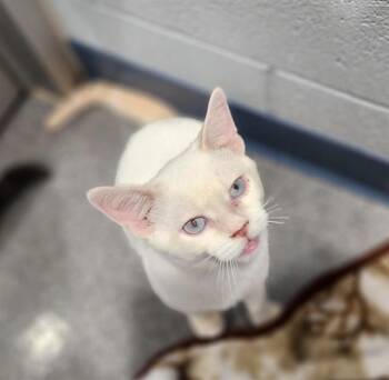 OBERON -  Domestic Short Hair Cat for Adoption in Kalamazoo, Michigan - OBERON | PetCurious
