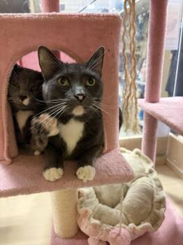 Latta (Taylors Petsmart Adoption Center) -  Domestic Short Hair Cat for Adoption in Greenville, South Carolina - Latta (Taylors Petsmart Adoption Center) | PetCurious
