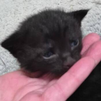 Domestic Short Hair Cats Available for Adoption in Layton, Utah - Stripy Baby | PetCurious