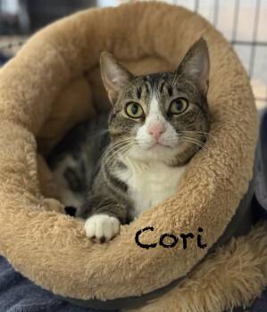 Domestic Short Hair Cats Available for Adoption - Cori | PetCurious