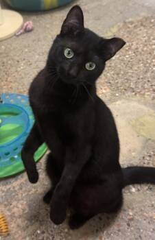 Bombay and Domestic Short Hair Cats Available for Adoption in Houston, Texas - Magic (purrs, Belly Rubs, & Squishy Balls) | PetCurious