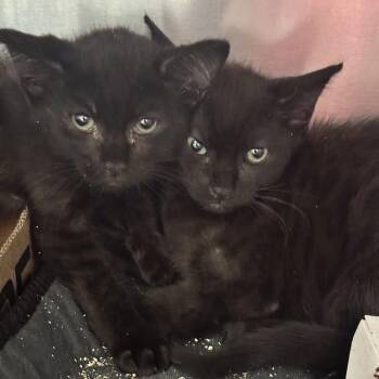 Romance Movies 3 -  Domestic Short Hair Cat for Adoption in Westminster, California - Romance Movies 3 | PetCurious