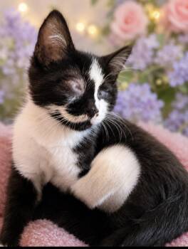 Rambo -  Domestic Short Hair Cat for Adoption in Austin, Texas - Rambo | PetCurious