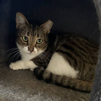 Rescue Domestic Short Hair Cats for Adoption in Leander, Texas - Hera | PetCurious