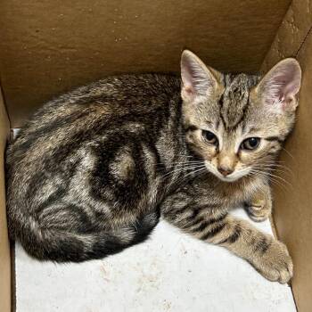 Messi -  Domestic Short Hair Cat for Adoption in Newark, New Jersey - Messi | PetCurious