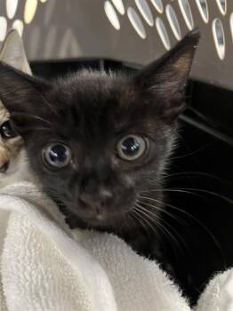 THELMA -  Domestic Short Hair Cat for Adoption in Palmetto, Florida - THELMA | PetCurious