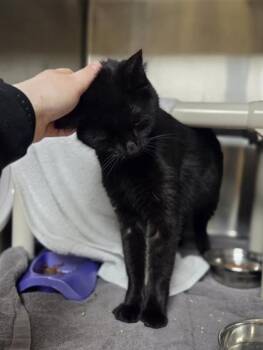 Domestic Short Hair Cats Available for Adoption in Westland, Michigan - Torani | PetCurious