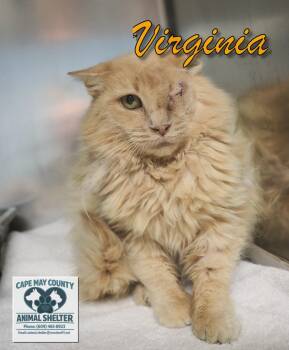 Virginia -  Domestic Short Hair Cat for Adoption in Middle Township, New Jersey - Virginia | PetCurious