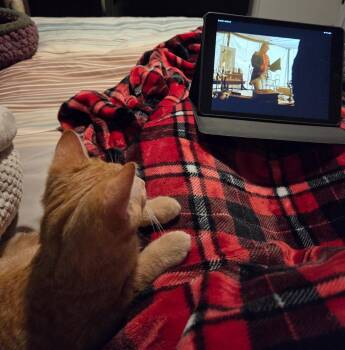 Tabby Cats Available for Adoption in Greenville, Delaware - Crumpet (FCID# 01/08/2026 - 57) C | PetCurious