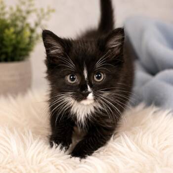Matilda -  Domestic Medium Hair Cat for Adoption in Waldorf, Maryland - Matilda | PetCurious