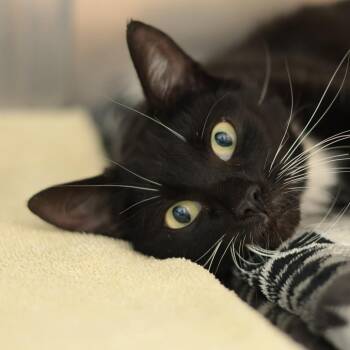 Domestic Short Hair Cats Available for Adoption in Philadelphia, Pennsylvania - Zelda | PetCurious