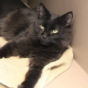 Domestic Long Hair Cats Available for Adoption - Pablo | PetCurious