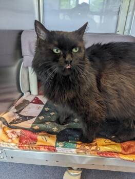 Rescue Domestic Long Hair Cats for Adoption - Kimmy | PetCurious