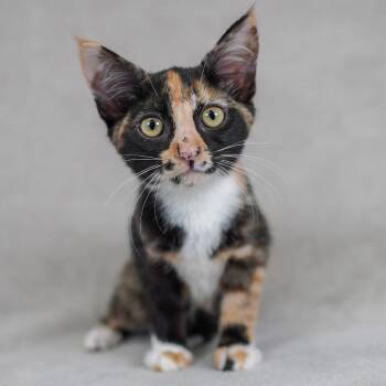 Domestic Short Hair Cats Available for Adoption in Sunnyvale, California - Swoosh | PetCurious
