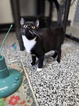 ADELAIDE -  Domestic Short Hair Cat for Adoption in Palmetto, Florida - ADELAIDE | PetCurious