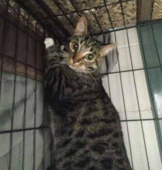 Ohana -  Domestic Short Hair Cat for Adoption in Palm Coast, Florida - Ohana | PetCurious