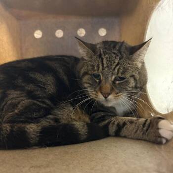 Mama -  Domestic Medium Hair Cat for Adoption in Reno, Nevada - Mama | PetCurious