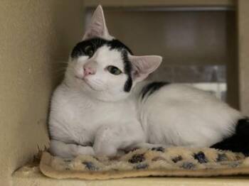 Domestic Short Hair Cats Available for Adoption in West Chester, Pennsylvania - Sky FKA Nettle | PetCurious