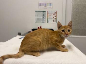 Insidious -  Domestic Short Hair Cat for Adoption in Kansas City, Missouri - Insidious | PetCurious