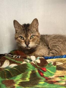 ANGEL -  Domestic Short Hair Cat for Adoption in Fort Walton Beach, Florida - ANGEL | PetCurious