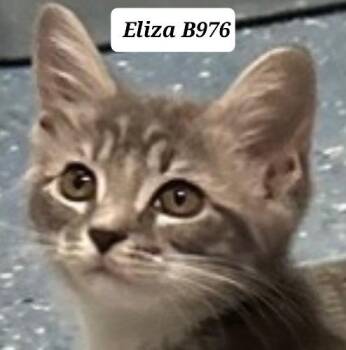 Eliza -  Domestic Short Hair Cat for Adoption in Morganton, North Carolina - Eliza | PetCurious