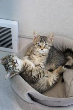 Messi -  Domestic Short Hair Cat for Adoption in Steinbach, Manitoba - Messi | PetCurious