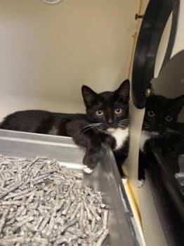 Domestic Short Hair Cats Available for Adoption in Fairfax, Virginia - Belinda | PetCurious