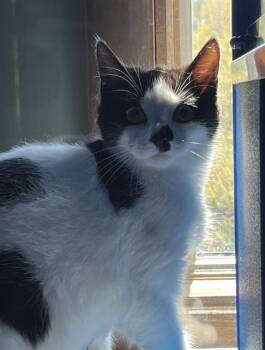 Domestic Short Hair Cats Available for Adoption in Westminster, Maryland - PURDY | PetCurious