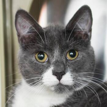 Boots -  Domestic Short Hair Cat for Adoption in Middletown, Rhode Island - Boots | PetCurious
