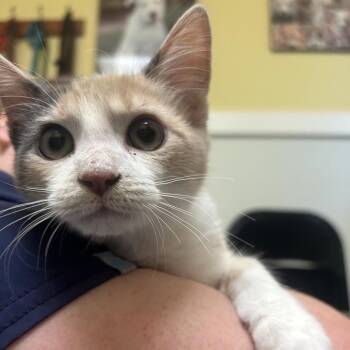 Priscilla -  Domestic Short Hair Cat for Adoption in Charlottesville, Virginia - Priscilla | PetCurious