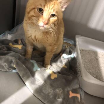 Rescue American Shorthair Cats for Adoption in Warwick, New York - Orange | PetCurious