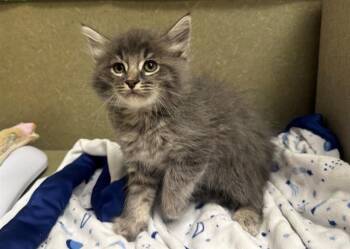 A551550 -  Domestic Long Hair and Domestic Short Hair Cat Available for Adoption in Moreno Valley, California - A551550 | PetCurious